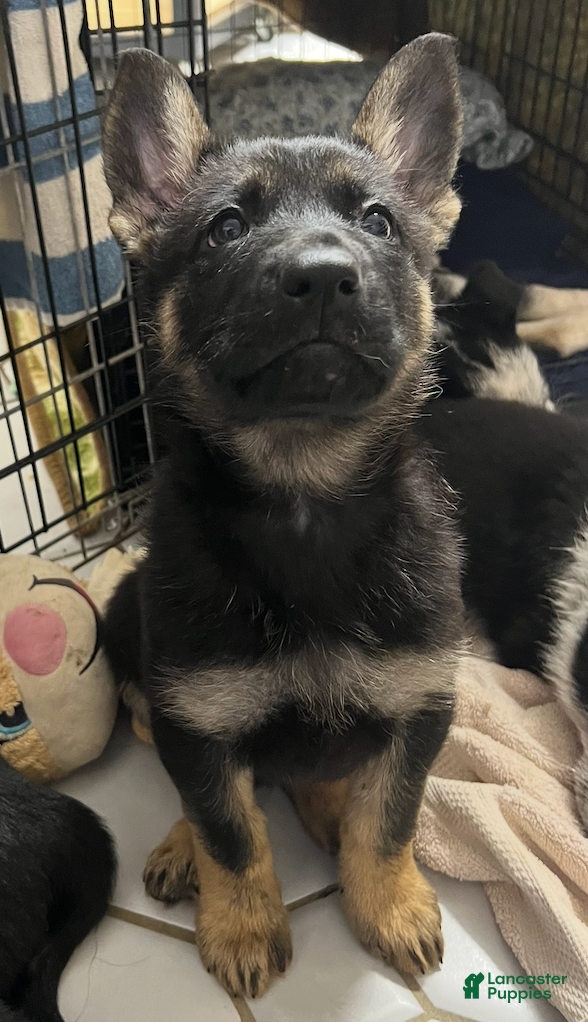 German Shepherd dogs Bonnie- German Shepherd Puppy  - Ad 3