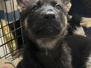 German Shepherd dogs Bonnie- German Shepherd Puppy - Ad 2