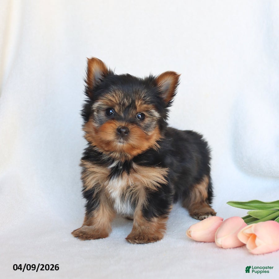 Yorkshire Terrier dogs Norah - Ad 1