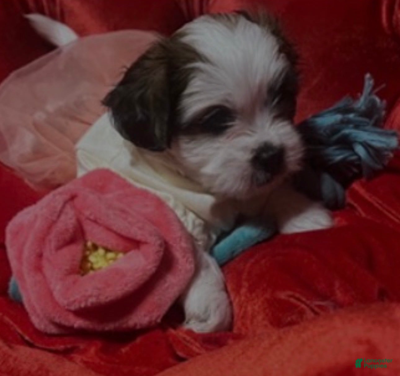 Shihpoo dogs Shihpoo Puppy 8 - Ad 34