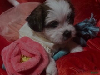 Shihpoo dogs Shihpoo Puppy 8 - Ad 34