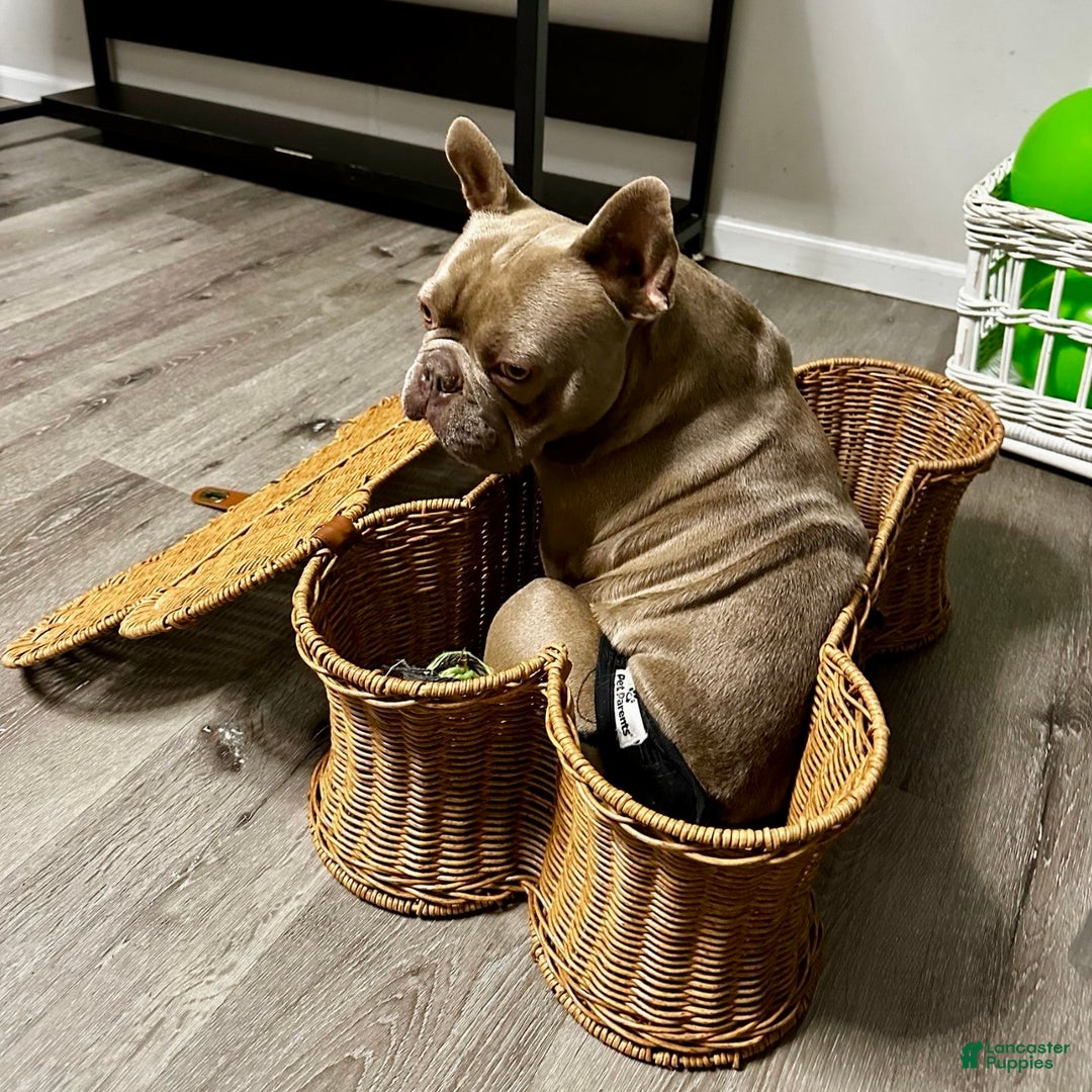 French Bulldog dogs for sale: Enzo - Ad 10