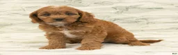 Cavapoo dogs for sale: Max - Ad 9