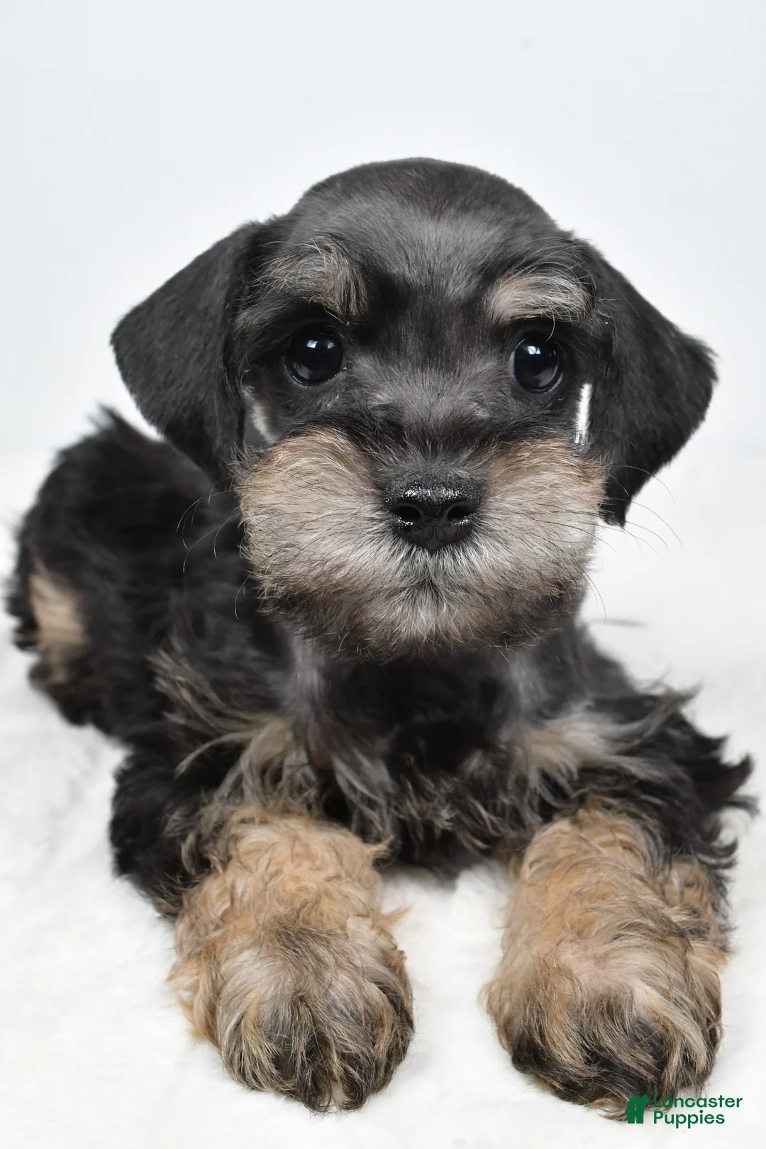 Schnoodle dogs for sale: Mari - Ad 8