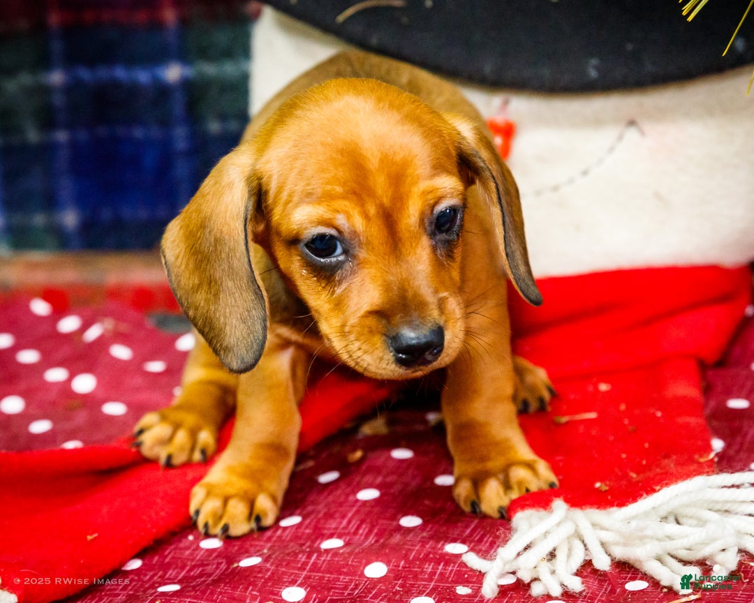 Miniature Dachshund dogs for sale: Tootsie - Ad 2