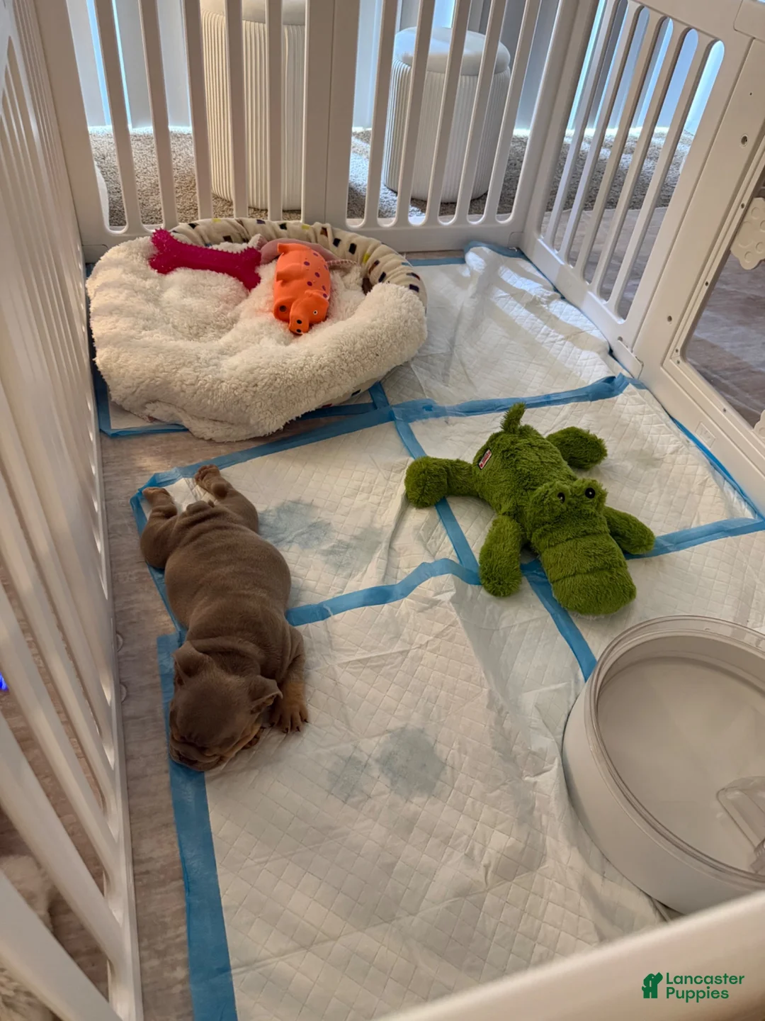 English Bulldog dogs for sale: English Bulldog 2 - Ad 6
