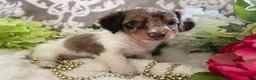 Miniature Dachshund dogs for sale: Maci - Ad 6
