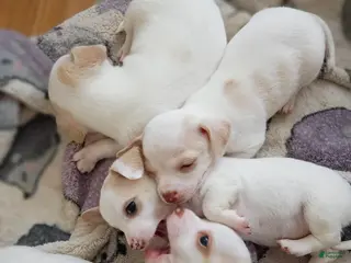 Chihuahua dogs Chihuahua Puppy 4 - Ad 19