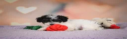 Maltipoo dogs for sale: Archie - Ad 7