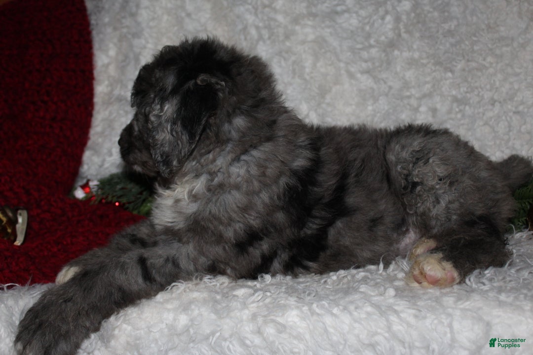 Bernedoodle dogs for sale: Cody - Ad 6