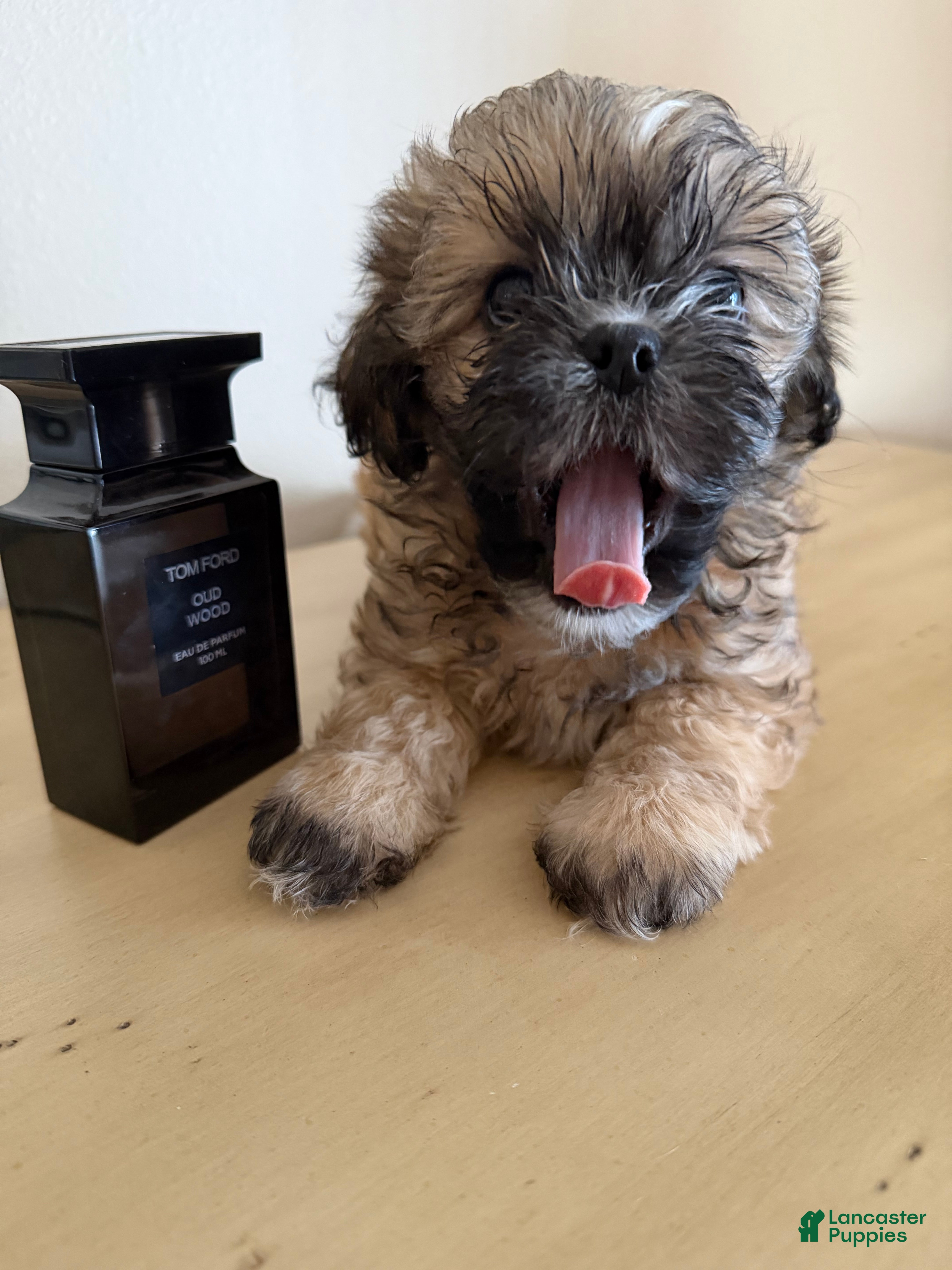 Shih Tzu dogs for sale: Shih Tzu 1 Breezy  - Ad 23