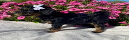 Mini Bernedoodle dogs for sale: Raven - Ad 5