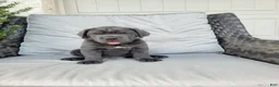 Cane Corso dogs for sale: Max - Ad 4
