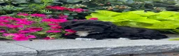 Lhasapoo dogs for sale: Annabelle - Ad 5