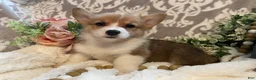 Welsh Corgi Pembroke dogs for sale: Sara - Ad 6