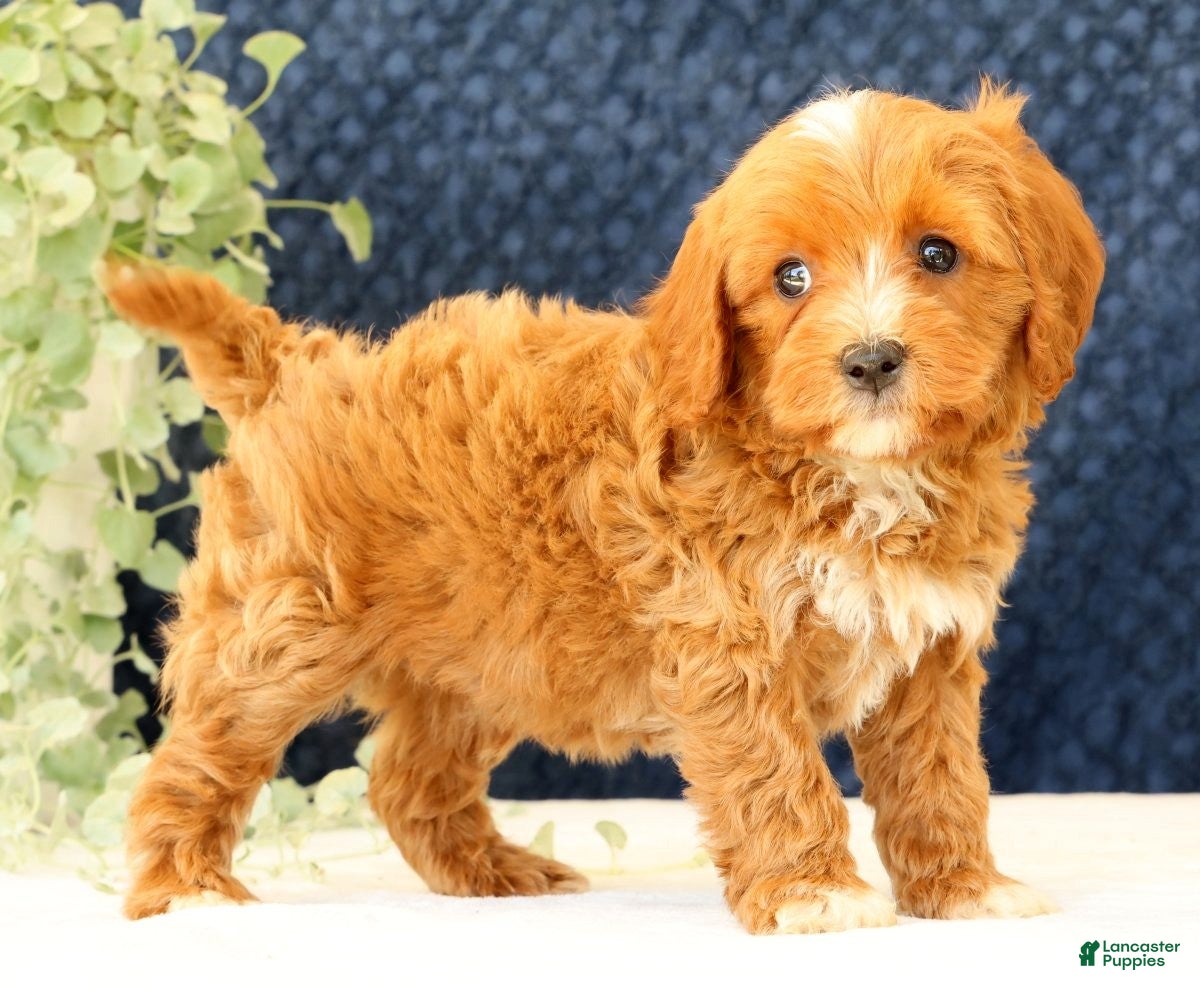Cavapoo dogs Anthony - Ad 1