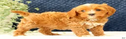 Cavapoo dogs for sale: Anthony - Ad 1