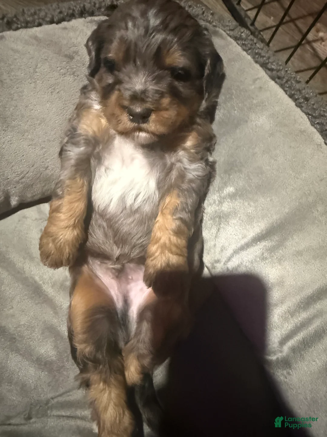 Mini Bernedoodle dogs for sale: Mini Bernedoodle Bear - Ad 2