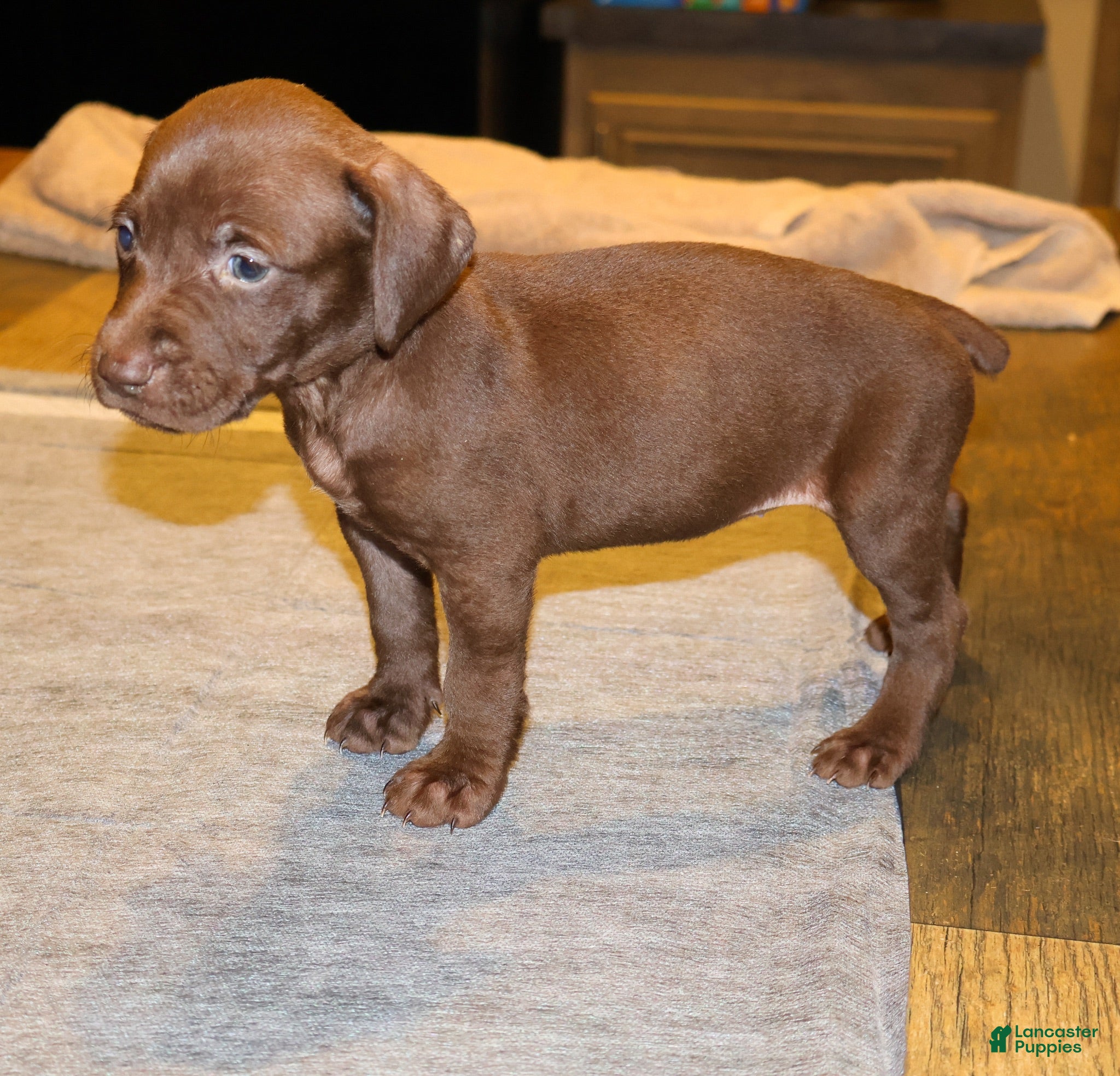 German Shorthaired Pointer dogs Ruthie, solid liver female - Ad 1