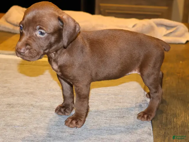 German Shorthaired Pointer dogs for sale: Ruthie, solid liver female - Ad 1