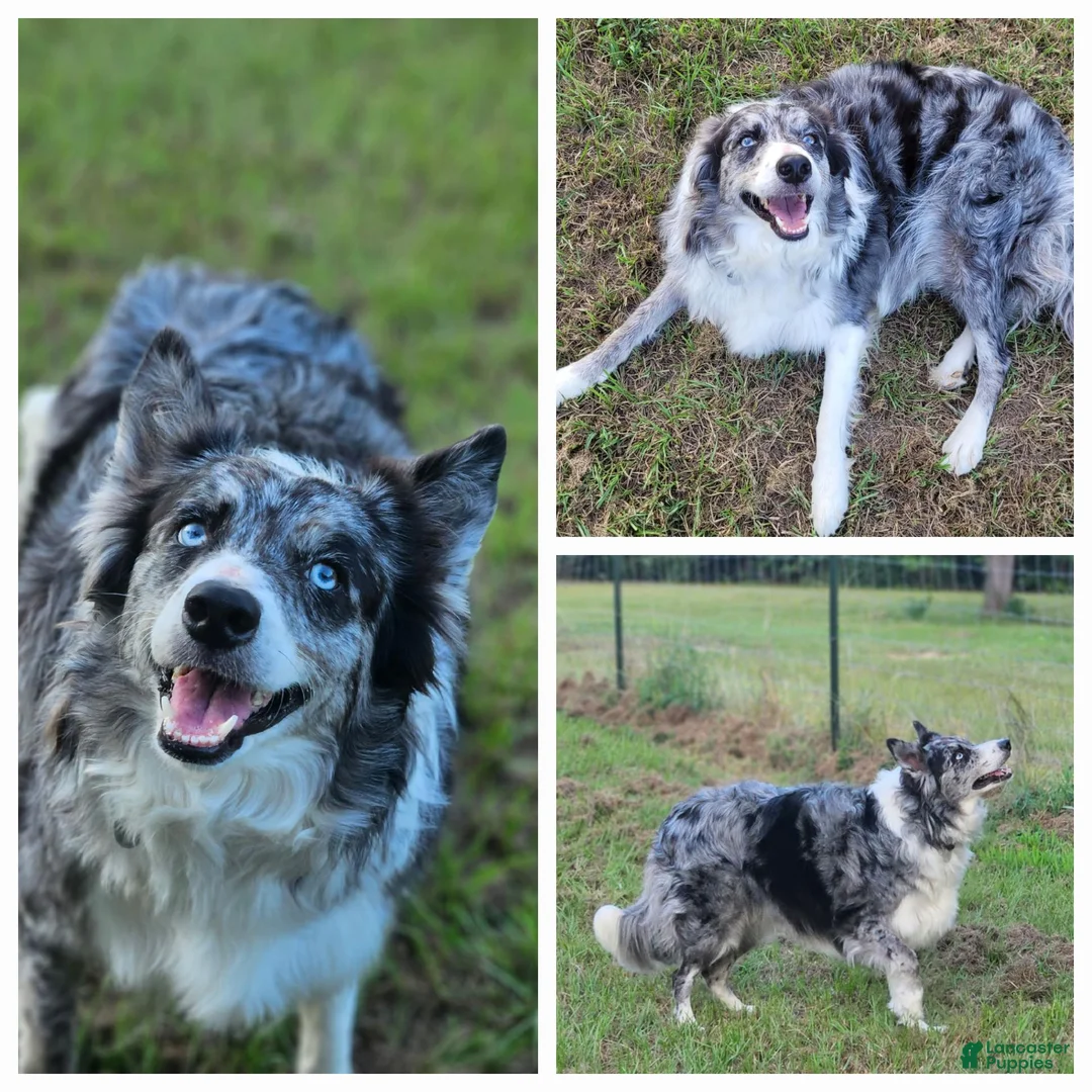 Border Collie dogs for sale: Border Collie 4 - Ad 2