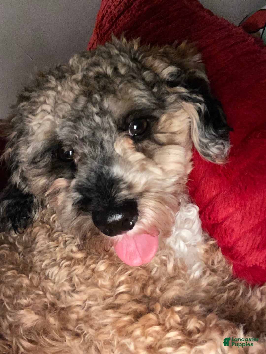 Miniature Poodle dogs for sale: Miniature Poodle Puppy 1 - Ad 8