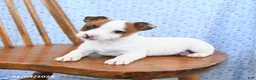 Jack Russell Terrier dogs for sale: Smores - Ad 2