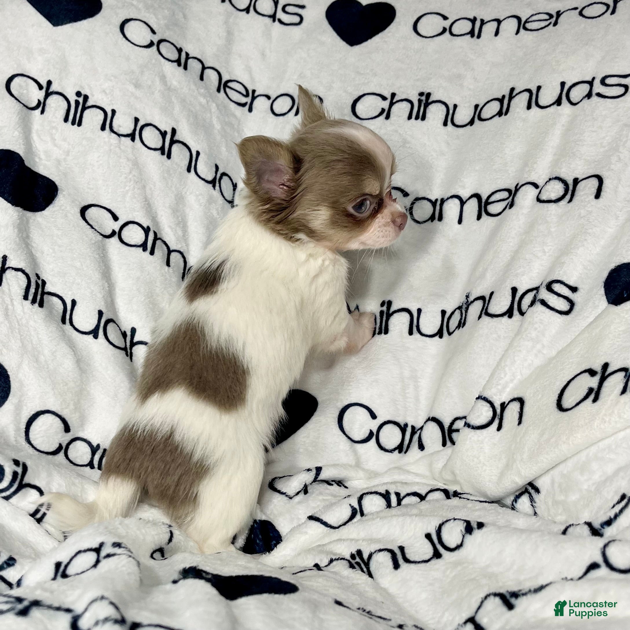 Chihuahua dogs Tiny Izzy Lavender LC - Ad 1