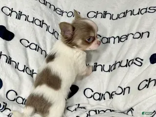 Chihuahua dogs Tiny Izzy Lavender LC - Ad 1