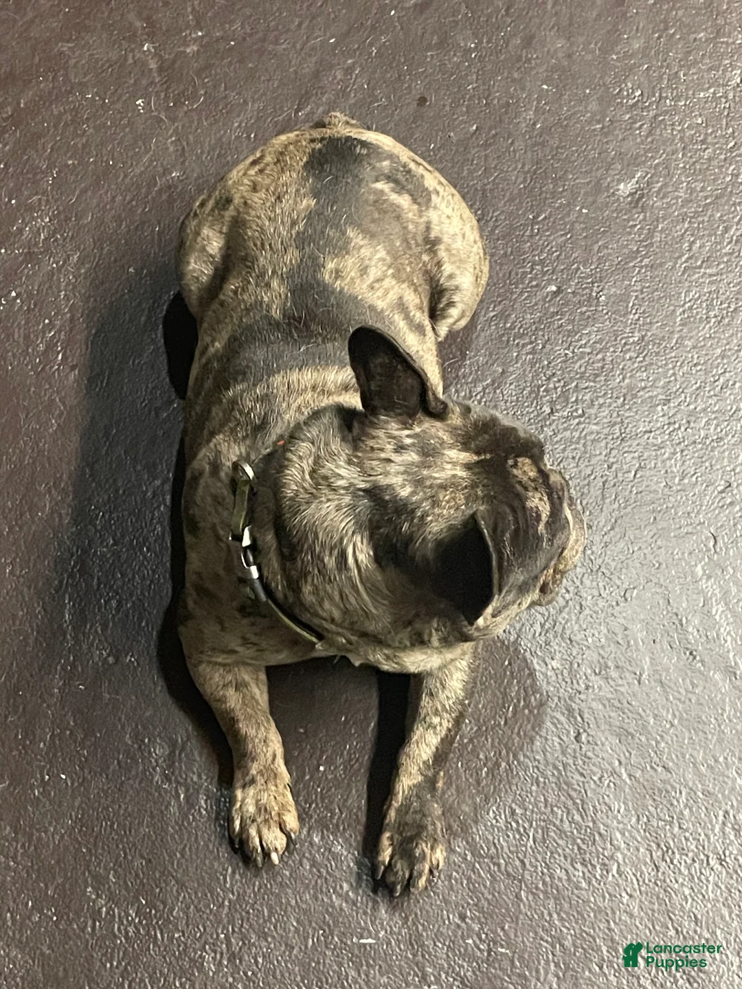 French Bulldog dogs for sale: Draco - Ad 1