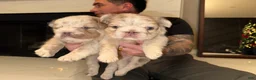 French Bulldog dogs for sale: Cali - Ad 10