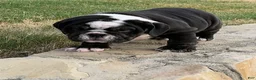 English Bulldog dogs for sale: BEAR PAWS- English Bulldog  - Ad 5