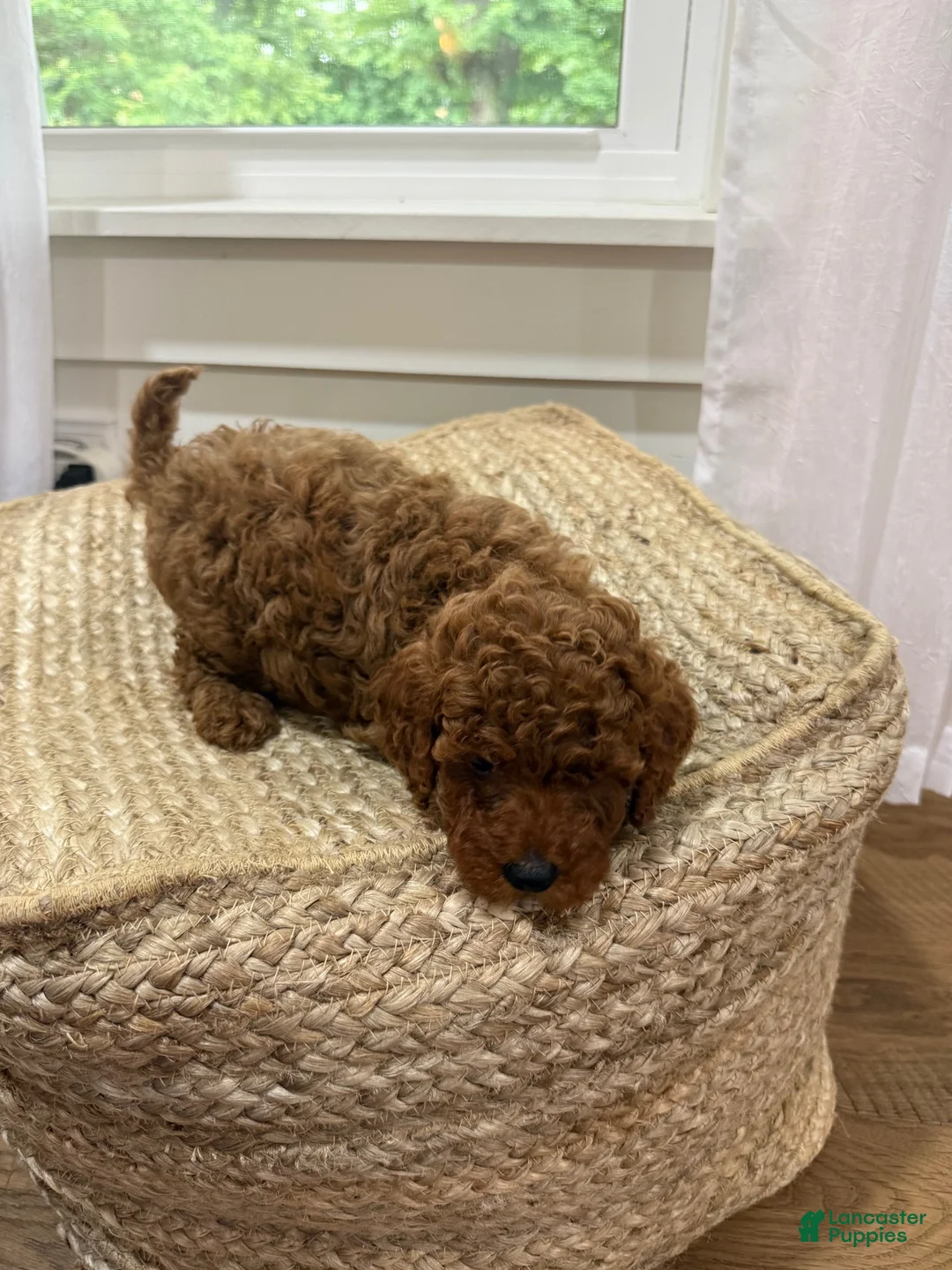 Mixed Breed dogs for sale: Snickers - Ad 2