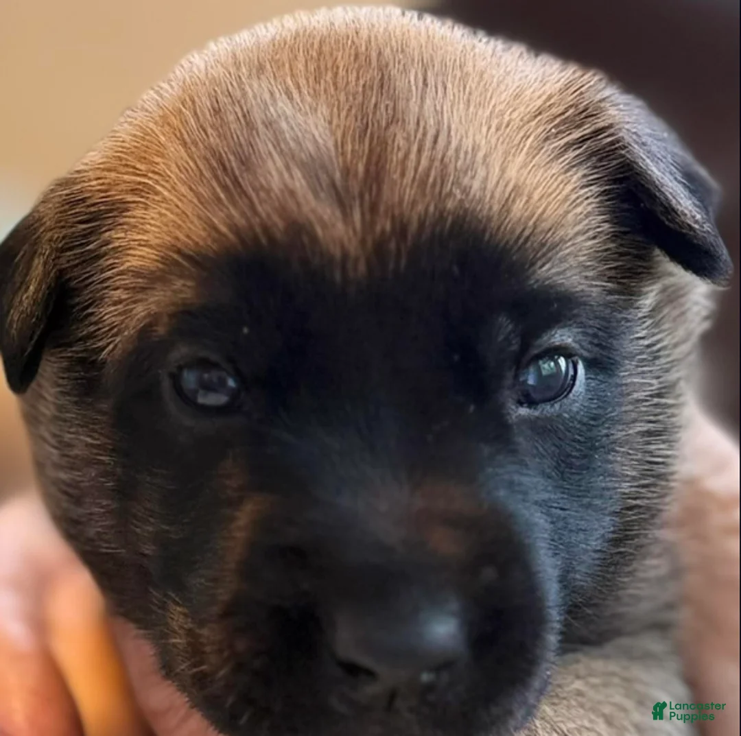 Belgian Malinois dogs for sale: Belgian Malinois Boy 1 - Ad 1