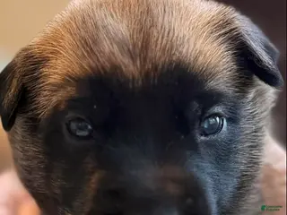 Belgian Malinois dogs for sale: Belgian Malinois Boy 1 - Ad 1