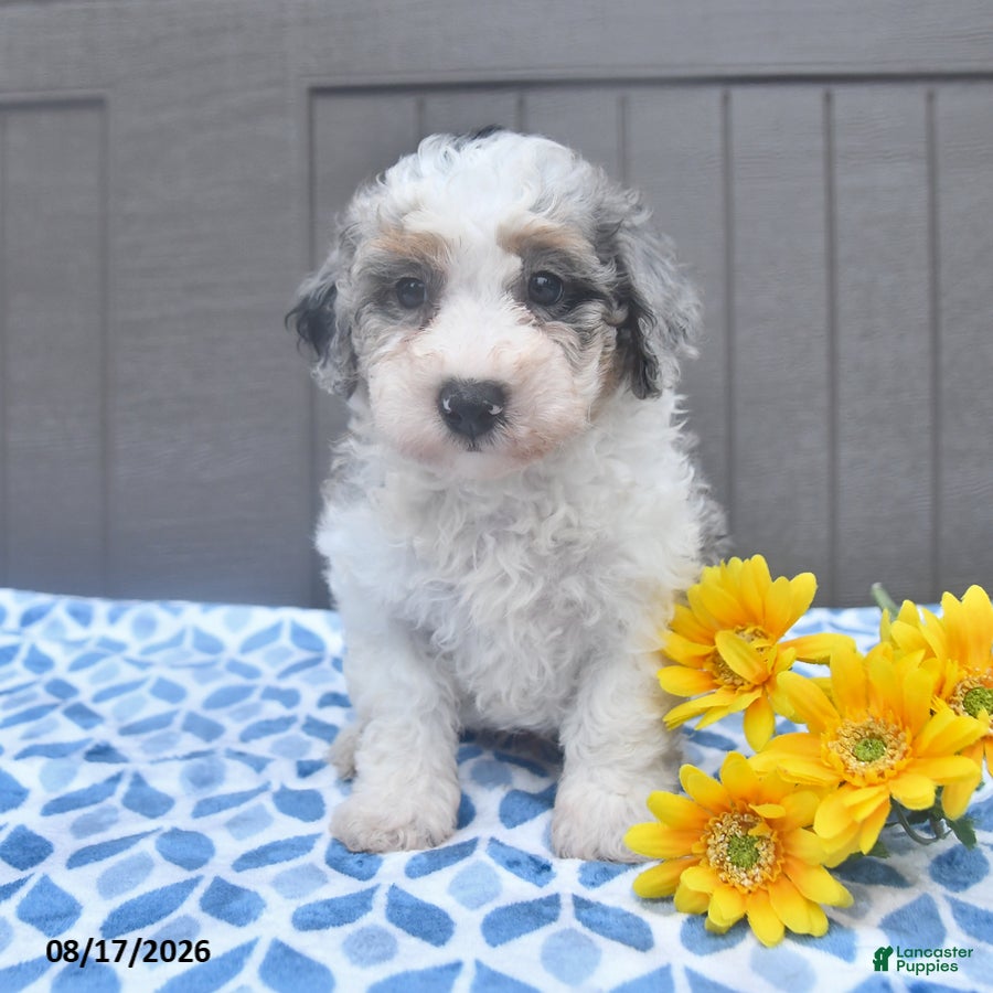 Bichpoo dogs Star - Ad 1
