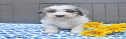 Bichpoo dogs for sale: Star - Ad 1