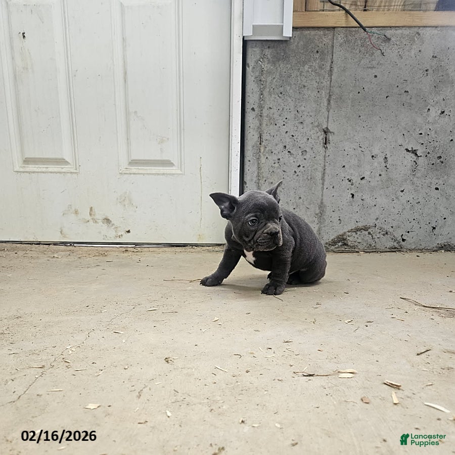 Frenchton dogs Bennett - Ad 1