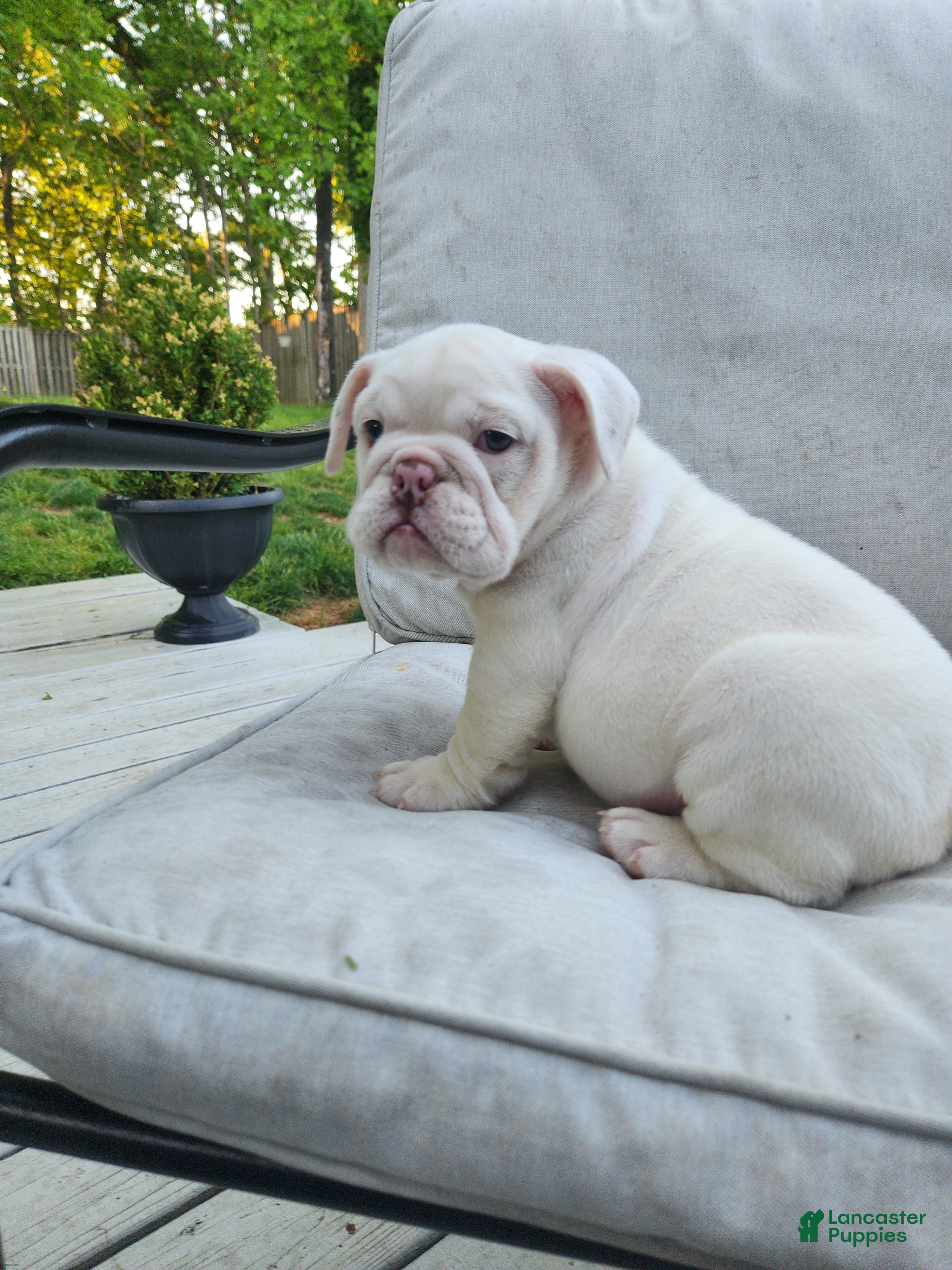 English Bulldog dogs for sale: Winter  - Ad 3