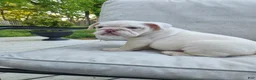 English Bulldog dogs for sale: Winter  - Ad 1
