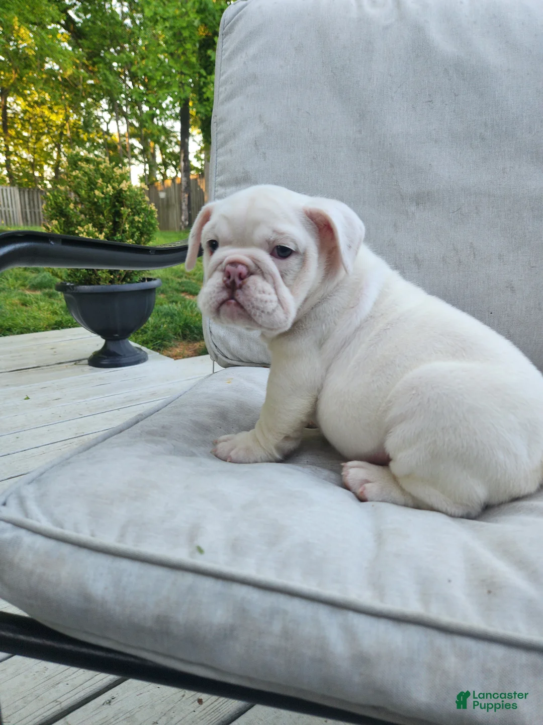 English Bulldog dogs for sale: Winter  - Ad 1