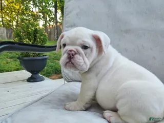English Bulldog dogs for sale: Winter - Ad 3