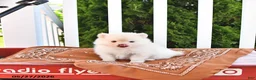 Pomeranian dogs for sale: Louie - Ad 3