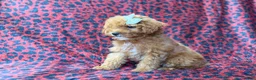 Cavapoo dogs for sale: Skittles - Ad 4