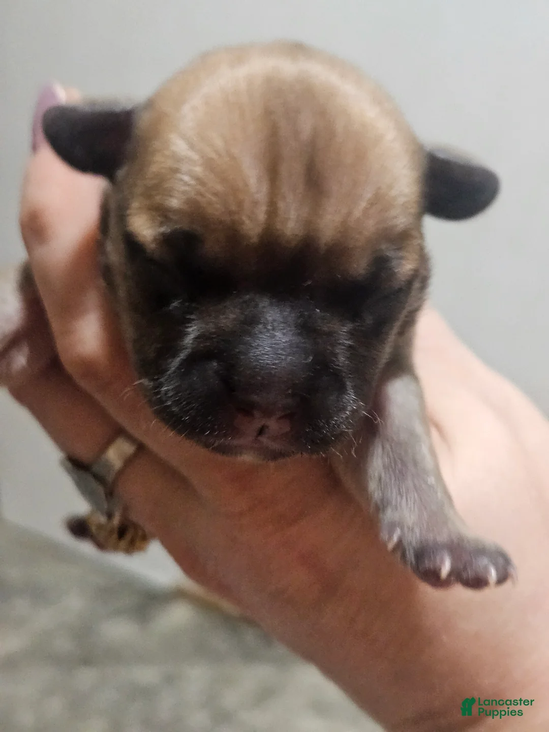 Mixed Breed dogs for sale: Puppy 3 - Ad 1