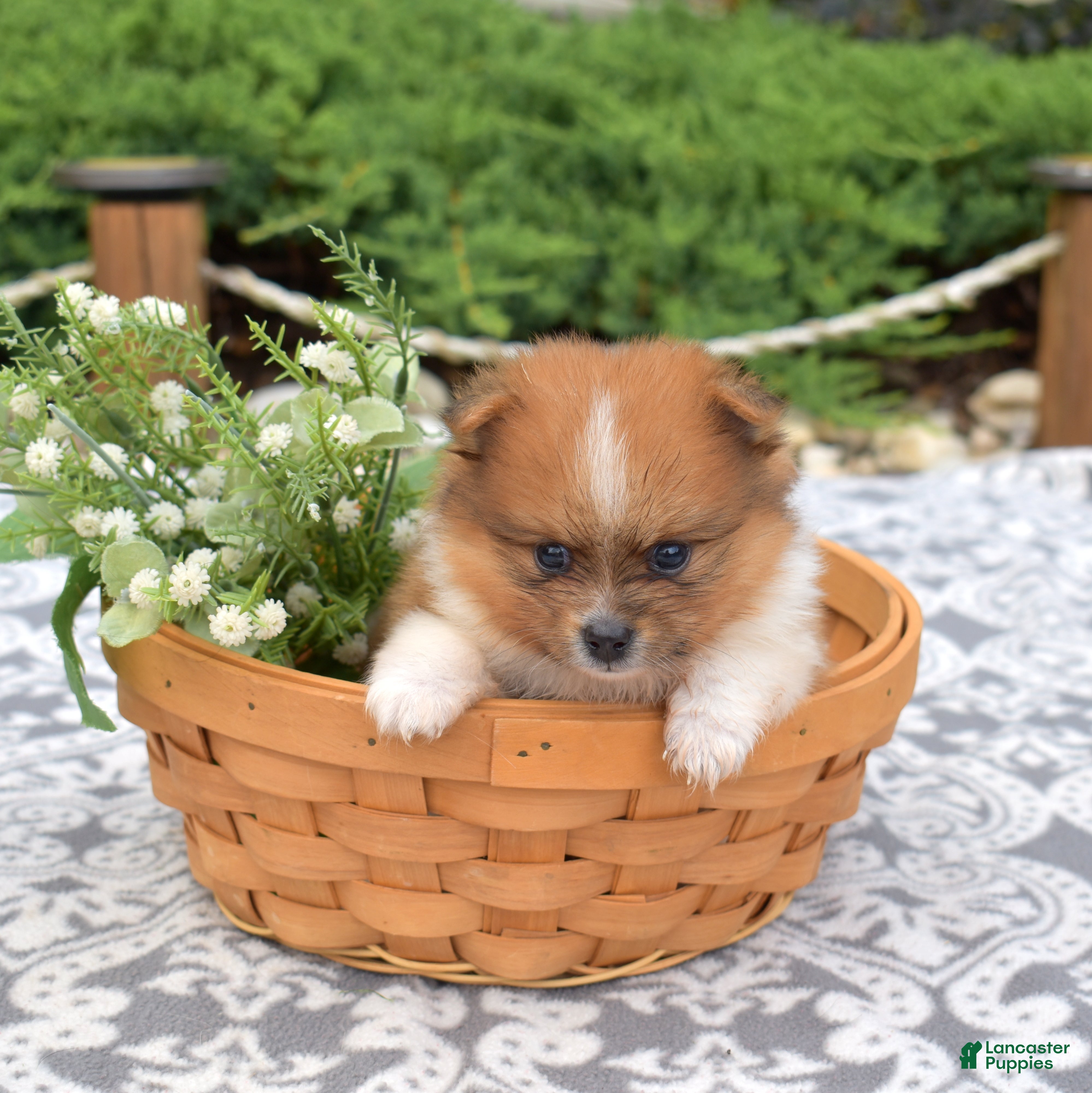 Pomeranian dogs Rubble  - Ad 20