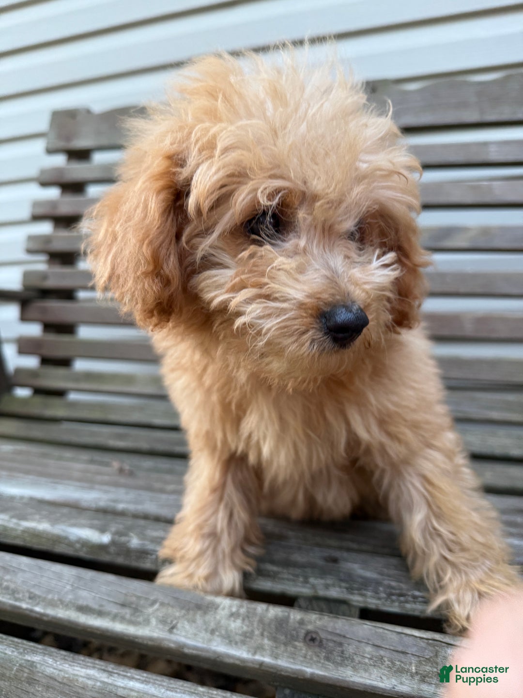 Eskipoo dogs for sale: Lilly - Ad 4