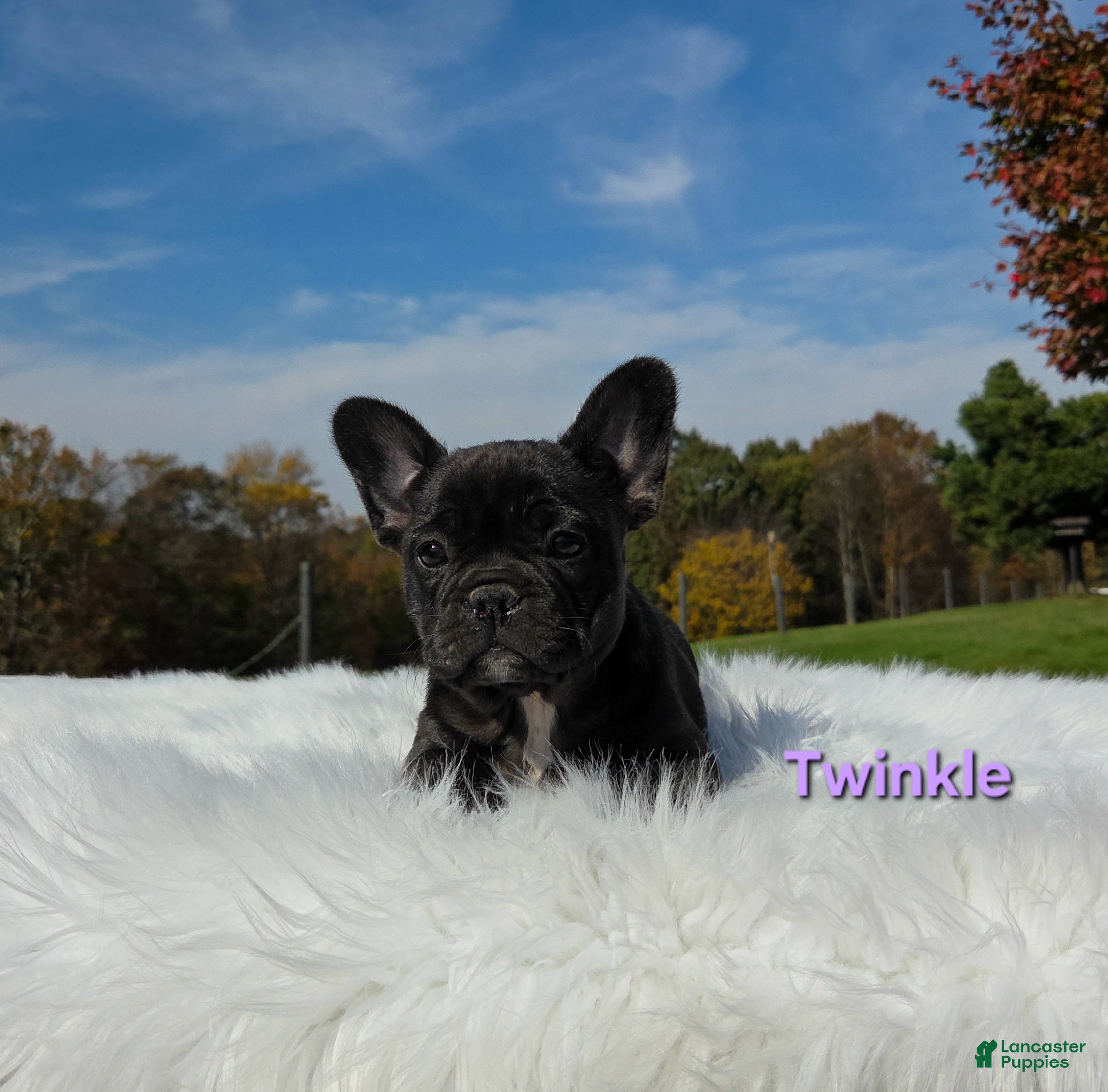 Mixed Breed dogs for sale: Twinkle - Ad 2