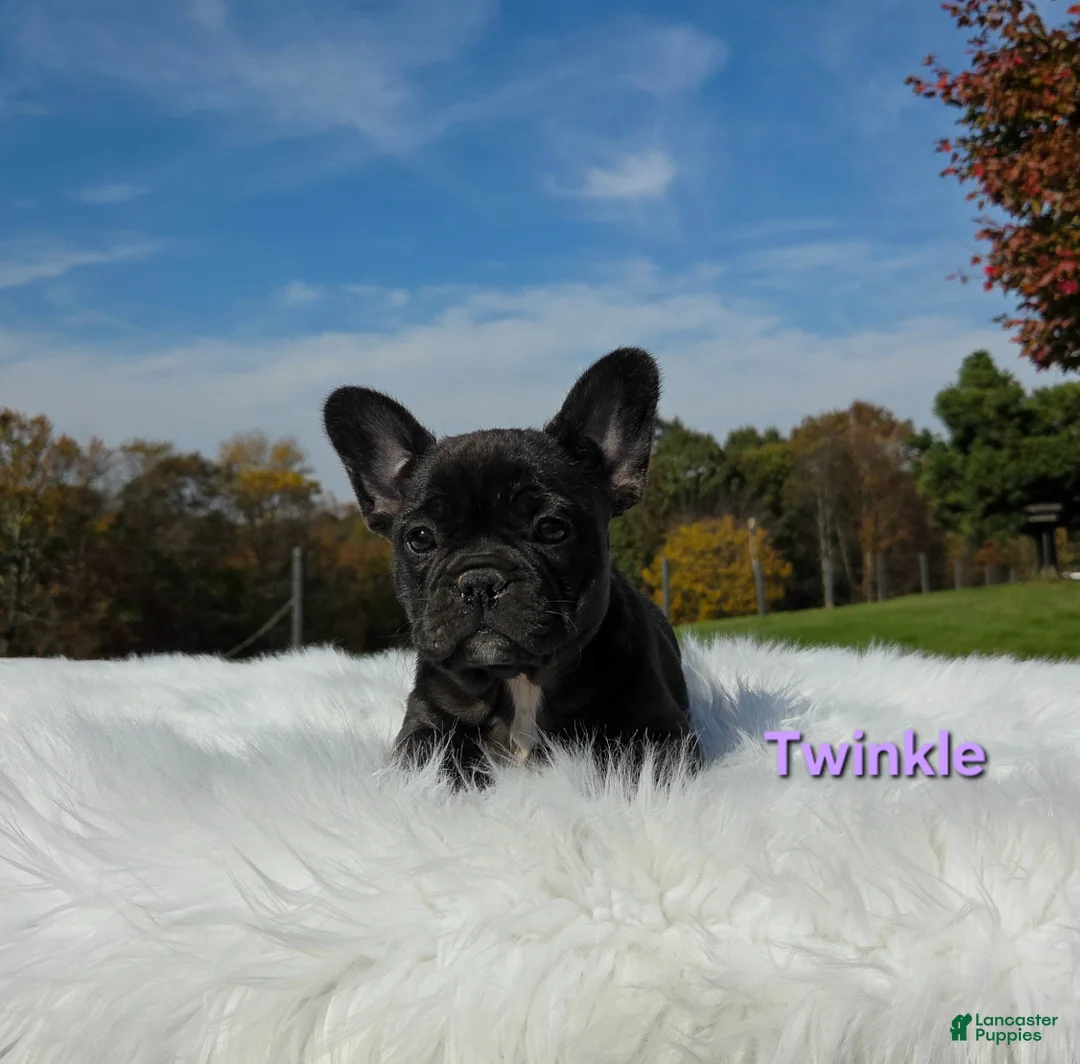 Mixed Breed dogs for sale: Twinkle - Ad 2