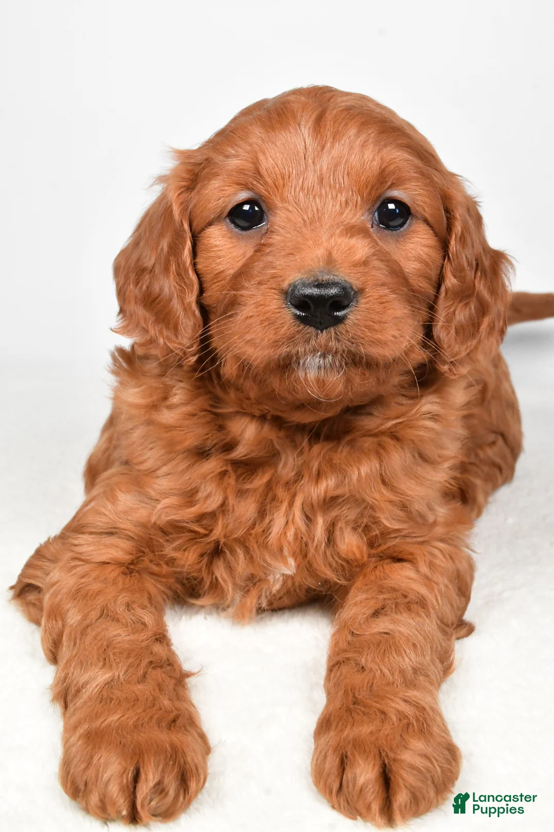 Mini Goldendoodle dogs for sale: Bridget - Ad 5